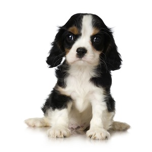 Cute photo of Hospitality Hound