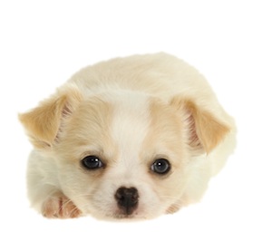 Cute photo of Hospitality Hound