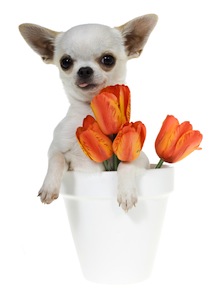 Cute photo of Hospitality Hound