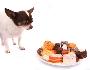 Cute photo of Hospitality Hound