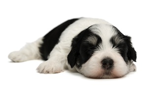 Cute photo of Hospitality Hound