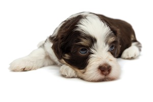 Cute photo of Hospitality Hound