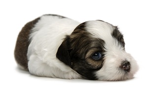 Cute photo of Hospitality Hound