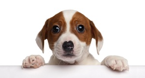 Cute photo of Hospitality Hound