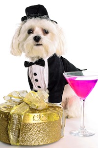 Cute photo of Hospitality Hound