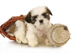 Cute photo of Hospitality Hound