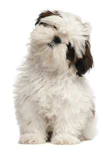 Cute photo of Hospitality Hound