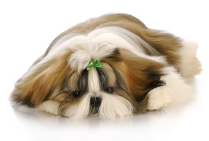 Cute photo of Hospitality Hound