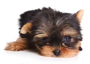 Cute photo of Hospitality Hound