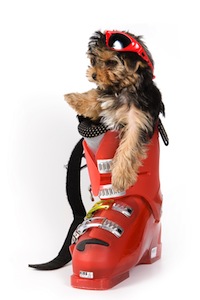 Cute photo of Hospitality Hound