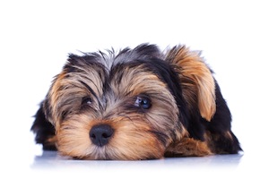 Cute photo of Hospitality Hound
