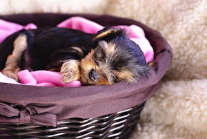 Cute photo of Hospitality Hound