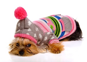 Cute photo of Hospitality Hound