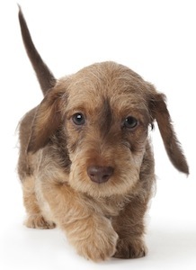 Cute photo of Hospitality Hound