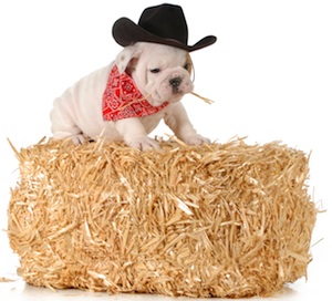 Cute photo of Hospitality Hound