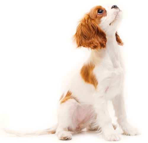 Cute photo of Hospitality Hound