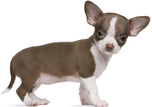 Cute photo of Hospitality Hound