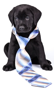 Cute photo of Hospitality Hound