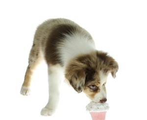 Cute photo of Hospitality Hound