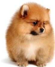 Cute photo of Hospitality Hound
