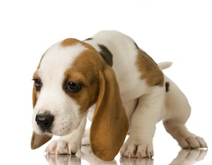 Cute photo of Hospitality Hound