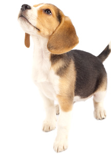 Cute photo of Hospitality Hound