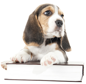 Cute photo of Hospitality Hound