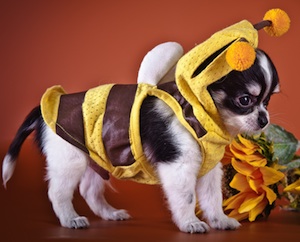 Cute photo of Hospitality Hound