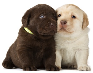 Cute photo of Hospitality Hound