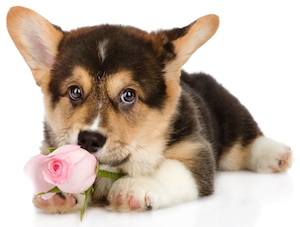 Cute photo of Hospitality Hound