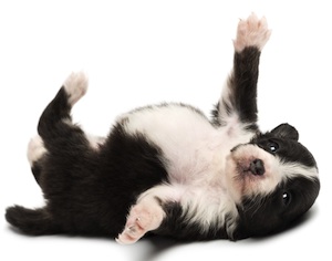 Cute photo of Hospitality Hound