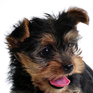 Cute photo of Hospitality Hound