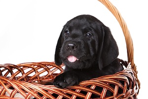 Cute photo of Hospitality Hound