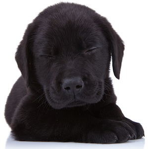 Cute photo of Hospitality Hound