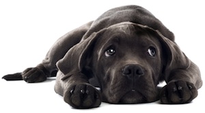 Cute photo of Hospitality Hound