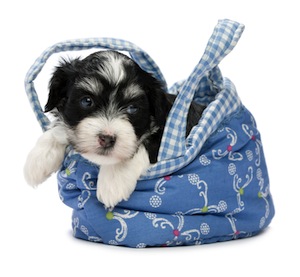 Cute photo of Hospitality Hound