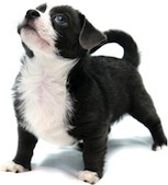 Cute photo of Hospitality Hound