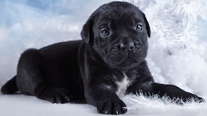 Cute photo of Hospitality Hound