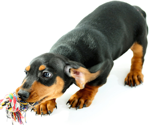 Cute photo of Hospitality Hound