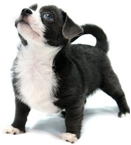 Cute photo of Hospitality Hound