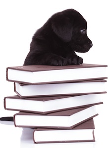 Cute photo of Hospitality Hound