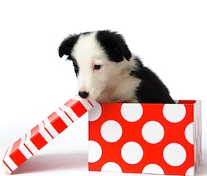 Cute photo of Hospitality Hound