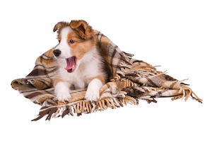 Cute photo of Hospitality Hound