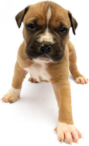 Cute photo of Hospitality Hound