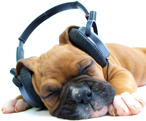 Cute photo of Hospitality Hound