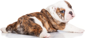 Cute photo of Hospitality Hound