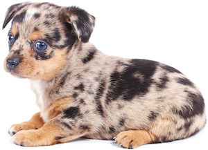 Cute photo of Hospitality Hound