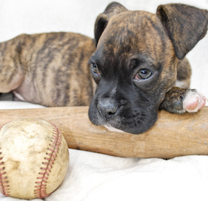 Cute photo of Hospitality Hound