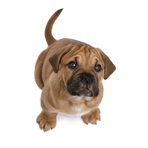 Cute photo of Hospitality Hound