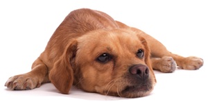 Cute photo of Hospitality Hound